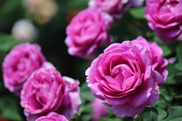 Fototapeta premium 咲いたばかりのみずみずしいピンクの薔薇 埼玉県与野公園
