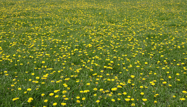 A landscape of yellow dandelions in a field of grass in spring