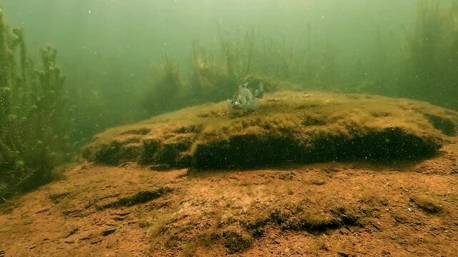 Underwater sequence follows zander - Sander lucioperca - breeding behavior through five shots, revealing the nest, deposited eggs and protective male before rising to the surface.