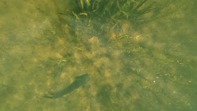 Wels catfish - Silurus glanis - hides beside plant cover while wary zander - Sander lucioperca - remain alert above the sandy lake bottom.