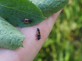 Authentic Macro Photo of Seven-spot Ladybird Larva (Coccinella septempunctata) © Vera Kuttelvaserova
