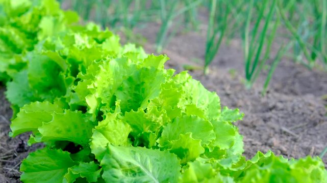 Crisp lettuce leaves fill the foreground while rows of young onions stretch across the background. The garden scene showcases healthy crops seasonal growth and traditional home food production.