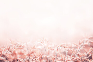 Luxury Dusty Rose Pink Botanical Background with Volume Macro Grass and Copy Space © Milena Wi