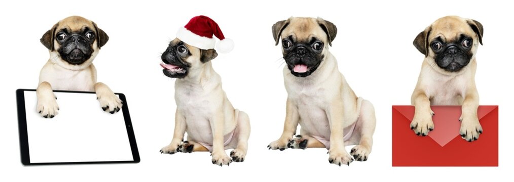 Cute pugs with festive accessories element set isolated on white