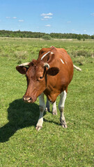Obraz premium Cow. A red cow grazing in a field