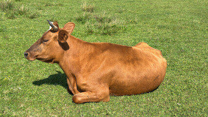 Cow. A red cow lies in a field © Леся Серпутько