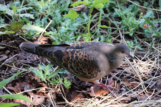 A turtle dove in a flowerbed