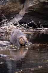 Three quarter view North American beaver Castor canadensis foraging along a rocky riverbank vertical format © Annette Buchkowski