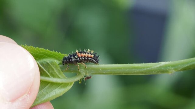 Macro Video of Seven-spot Ladybird Larva (Coccinella septempunctata) Feeding on Aphids