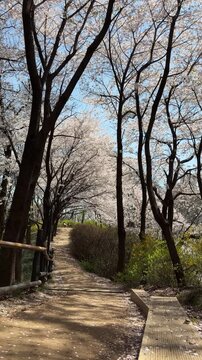 Quiet walking path lined with cherry blossom trees in vertical video