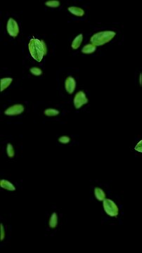 Mint Leaves Falling Animation on Alpha Channel, Fresh Green Peppermint Leaves Summer Drink and Food Herb isolated vertical social media motion design element