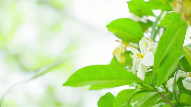 初夏の穏やかな風に揺れる一重のクチナシの白い花とキラキラ輝く木漏れ日の背景
