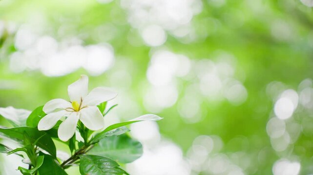 初夏の穏やかな風に揺れる一重のクチナシの白い花とキラキラ輝く木漏れ日の背景