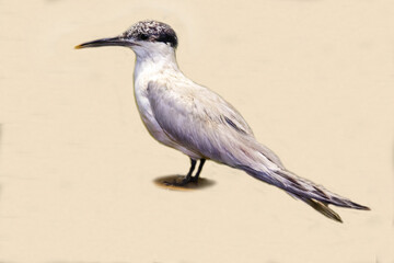 Fototapeta premium A mottled-nosed tern on a white background. Birds, ornithology, ecology.