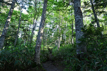 Obraz premium Climbing Mt. Yakedake, Nagano, Japan