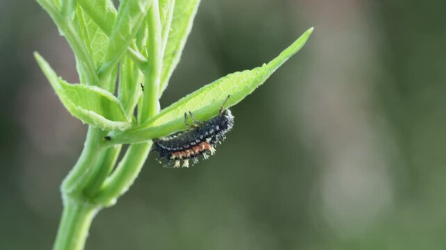 Macro Video of Seven-spot Ladybird Larva (Coccinella septempunctata) Feeding on Aphids