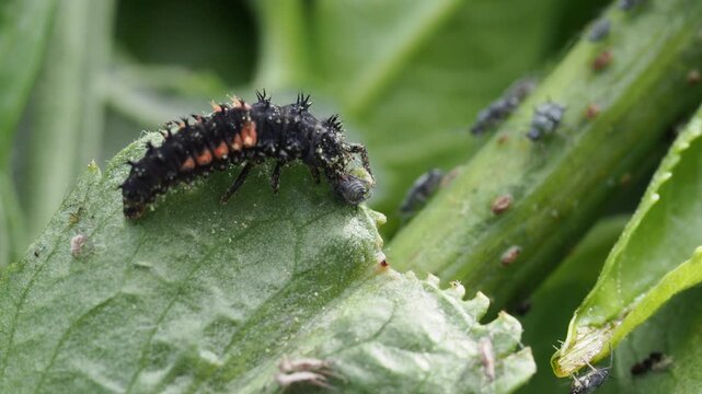 Macro Video of Seven-spot Ladybird Larva (Coccinella septempunctata) Feeding on Aphids