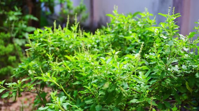Lush green holy basil bush with flower buds waving in the wind inside a backyard organic garden.