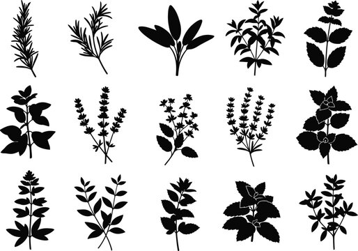 Collection of various herb and plant silhouettes on white background