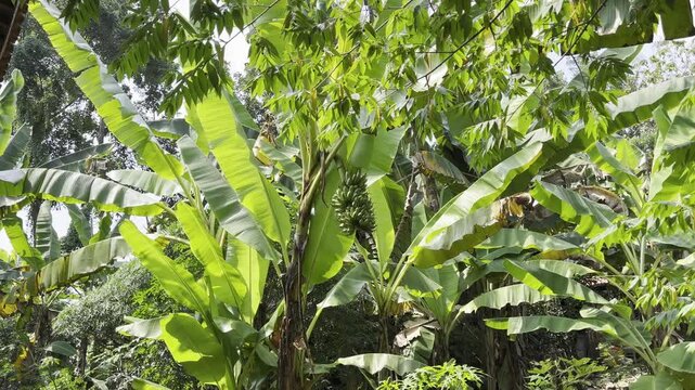 Lush Traveler Palm Tree Ravenala Madagascariensis Blooming in Tropical Garden