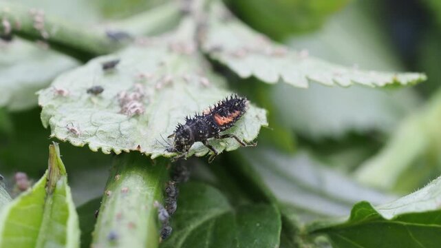 Macro Video of Seven-spot Ladybird Larva (Coccinella septempunctata) Feeding on Aphids