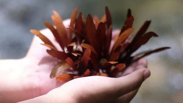 wing seeds are carried and spread in the rain forest by the wind.