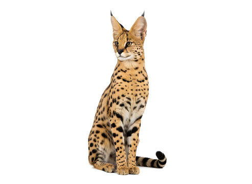 serval
