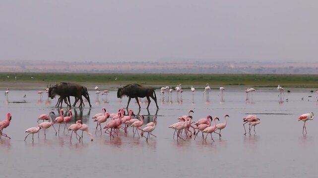Pink flamingos wading in shallow water alongside wildebeest herd crossing African lake