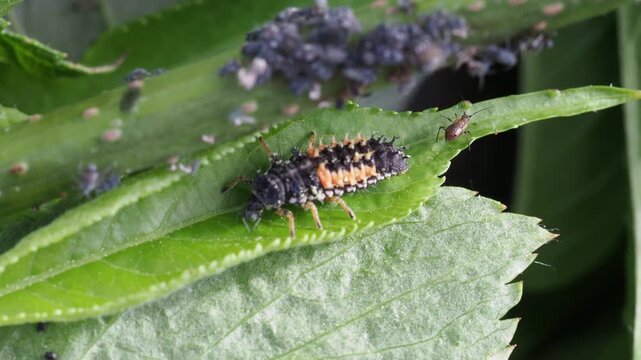 Macro Video of Seven-spot Ladybird Larva (Coccinella septempunctata) Feeding on Aphids