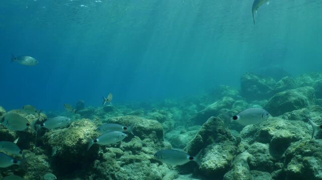 fish scenery underwater sun beams sun rays underwater mediterranean sea sun shine relaxing ocean scenery