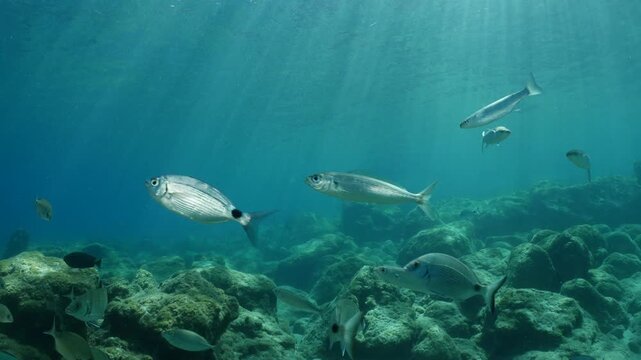 fish scenery underwater sun beams sun rays underwater mediterranean sea sun shine relaxing ocean scenery