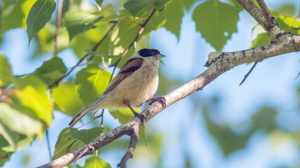 blue tit on branch © lazalnik