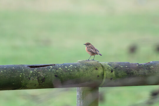 Female stonechat (Saxicola rubicola) perched on lichen-covered gate rail, Chilterns, Buckinghamshire, England, UK