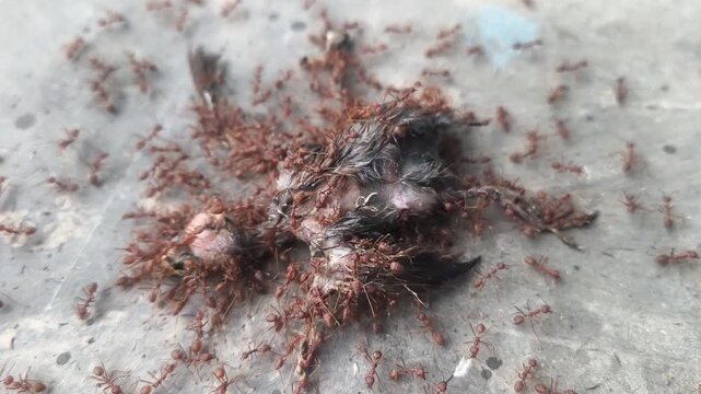 A large swarm of red ants covers and consumes the remains of a small dead bird on the concrete ground.