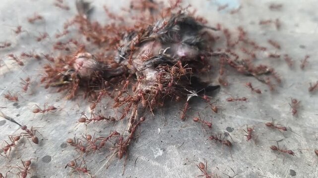 The dramatic circle of life unfolds as countless tiny red ants slowly decompose a small bird's body.