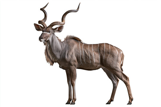Greater Kudu Portrait isolated on white background