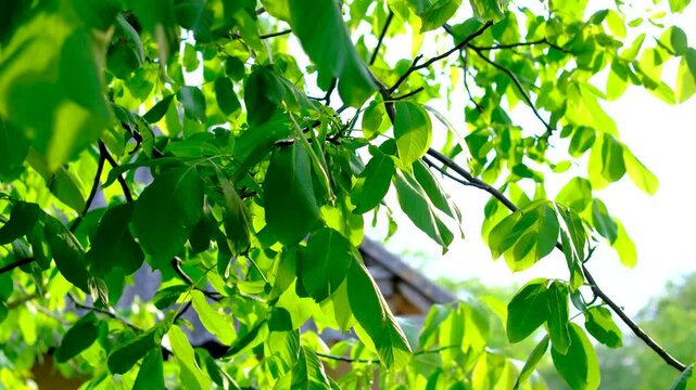 Young walnut foliage shines in warm sunlight creating a vibrant canopy of soft green tones. The scene captures seasonal renewal rural nature and the beauty of a countryside homestead.