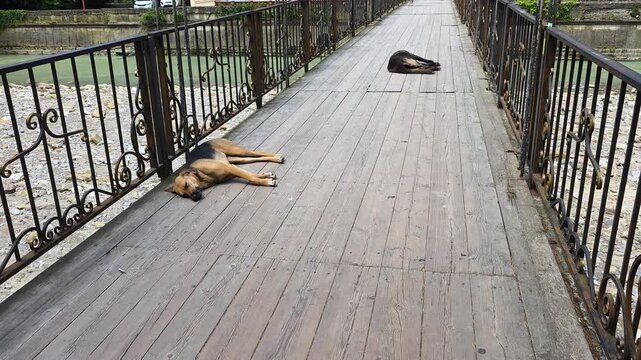 Dogs sleeping contentedly on a wooden pedestrian bridge over a river, embodying calm and relaxation during daytime outdoors
