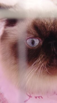 Birman cat inside a cage