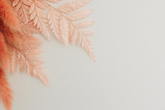 Minimalist Scandinavian and Boho style front view composition with a pink fern branch and lagurus grass on a textured background, copy space.