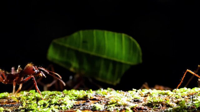 Leafcutter ants meticulously carry green foliage across a mossy branch