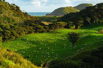 Green hillside pastures with flocks of sheep, South Island coast of New Zealand © zhang