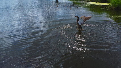 Obraz premium Wild mallard duck flapping wings and splashing water on a river