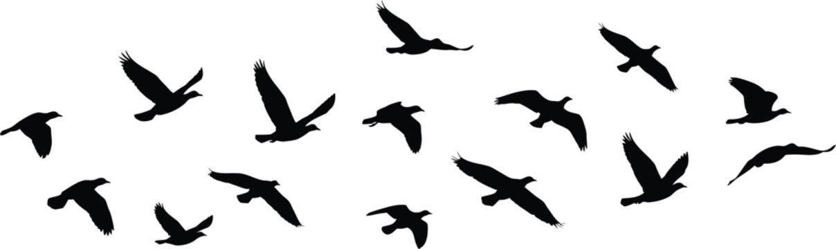 Birds black silhouettes flying, flock flight movement in sky set on white background. Pigeons and crow migration, swallow and goose fly in air above, birds swarm speed gliding vector illustration