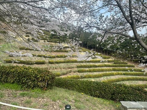 Hedge maze garden landscape