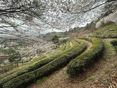 Mountain road winding through green valley forest