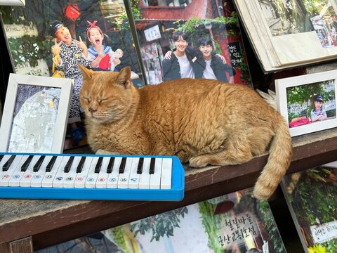 Orange tabby cat sleeping on keyboard piano