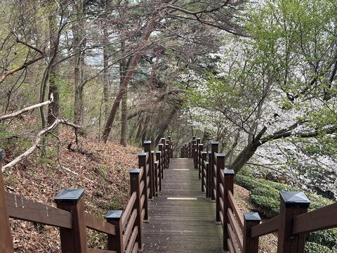 Forest path with wooden bridge