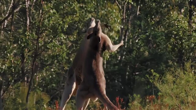 Kangaroos boxing and interacting in a natural grassy Australian outback environment