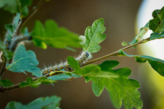 Oak processionary Caterpillar. Toxic Oak Eaters. Tree Pest. Harmful to Oak Trees, Humans and animals. Toxic wildlife. 